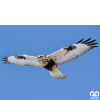 گونه سارگپه پرپا Rough-legged Buzzard